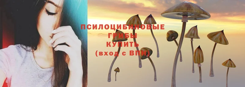 Галлюциногенные грибы Psilocybine cubensis  Весьегонск 